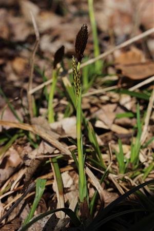 Carex brevicollis