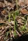 Carex brevicollis