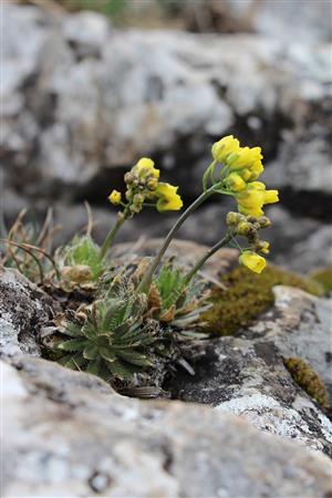 Draba lasiocarpa subsp klasterskyi