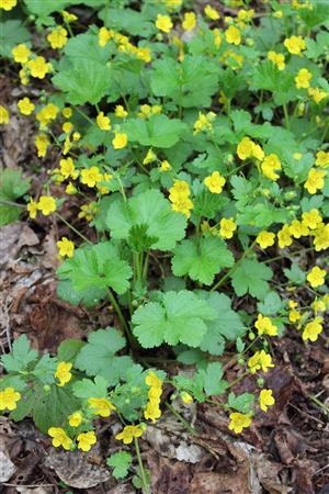 Waldsteinia geoides