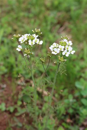 Cardamine matthioli