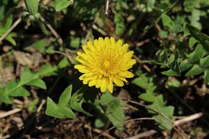 Taraxacum parnassicum