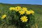 Adonis vernalis