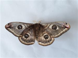 Saturnia pavonia