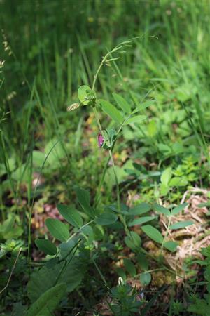 Lathyrus pisiformis