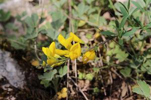 Corothamnus procumbens