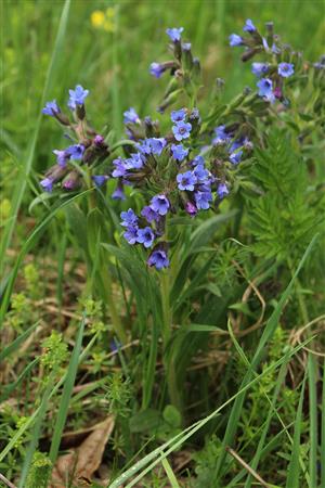 Pulmonaria angustifolia