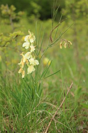 Lathyrus lacteus