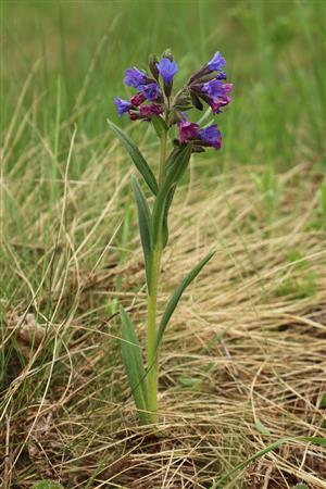 Pulmonaria angustifolia