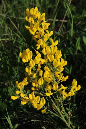 Corothamnus procumbens