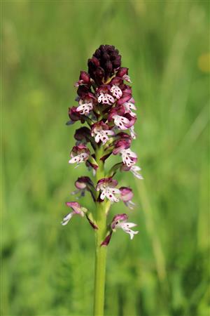 Orchis ustulata