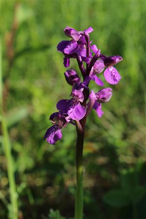 Orchis morio