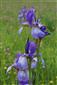 Iris sibirica