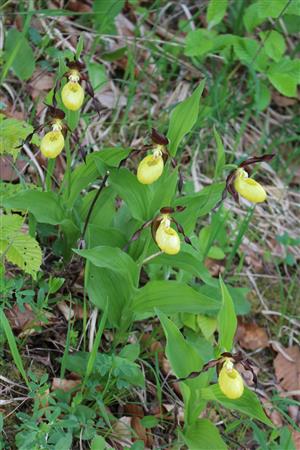 Cypripedium calceolus