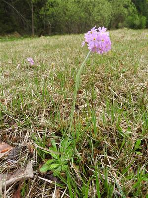 Primula farinosa lokalita dolina Hodoň