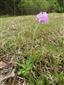 Primula farinosa lokalita dolina Hodoň