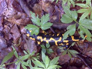 salamandra