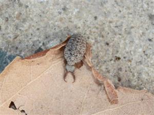 mravcolev (Myrmeleon formicarius)