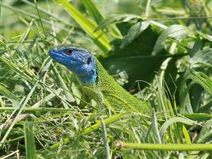 Lacerta viridis
