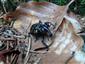 Hylobius (Hylobius) abietis (Linnaeus, 1758)