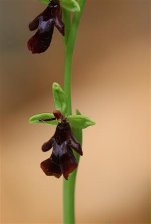 Ophrys insectifera