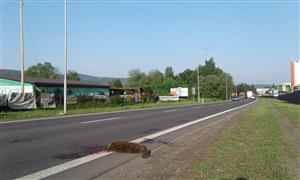 castor fiber