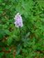 vstavacovec Fuchsov