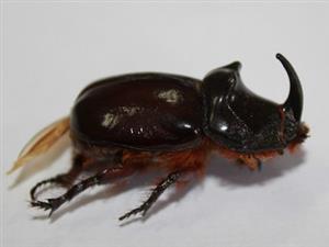Oryctes nasicornis