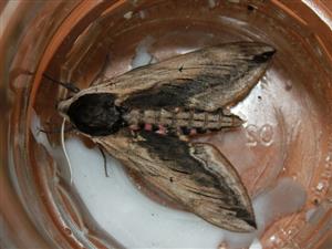 Sphinx ligustri