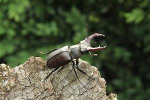 Lucanus2_a_balazova