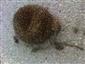 Uhynutý ježko.