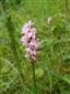 vstavacovec Fuchsov