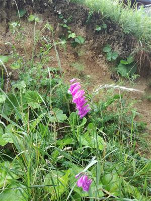 Gladiolus imbricatus