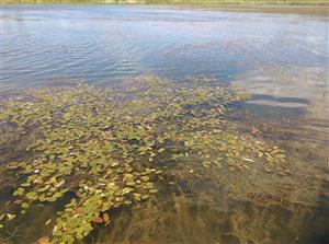 Prirodzené eutrofné a mezotrofné stojaté vody s vegetáciou plávajúcich a/alebo ponorených cievnatých rastlín typu Magnopotamion alebo Hydrocharition