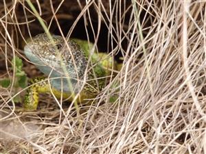 Lacerta viridis