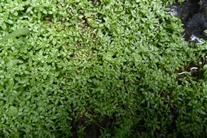 Callitriche platycarpa