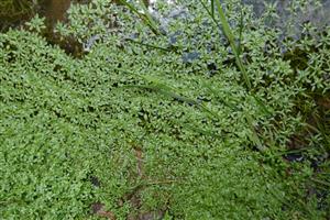 Callitriche platycarpa