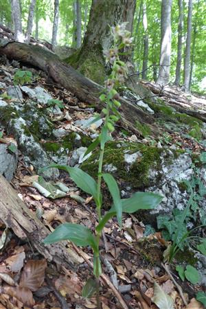 Epipactis leutei s.l.