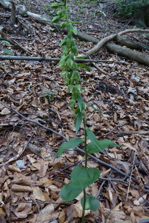 Epipactis leutei s.l.