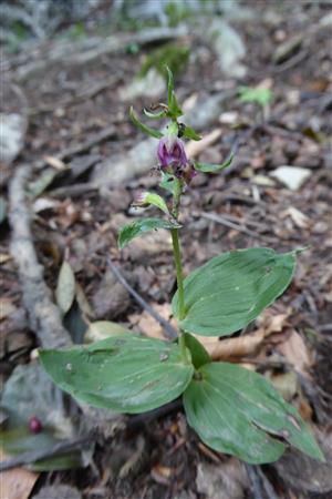 epipactis placentina