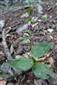 epipactis placentina