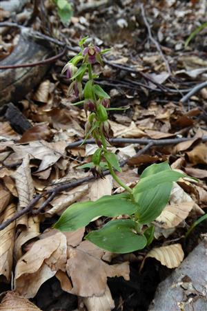 epipactis placentina