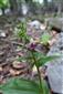 epipactis placentina