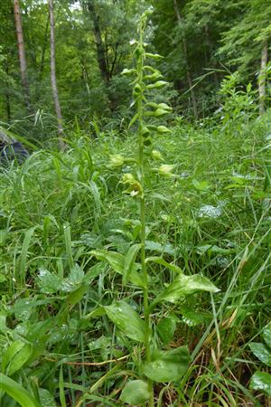 Epipactis albensis