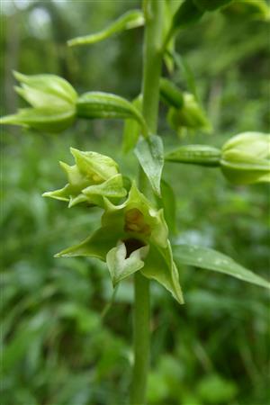 Epipactis albensis detail