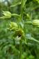 Epipactis albensis detail