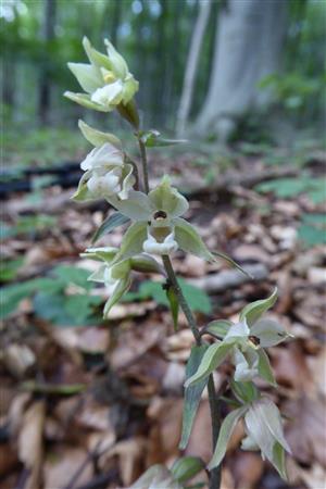 epipactis pseudopurpurata