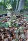 epipactis pseudopurpurata