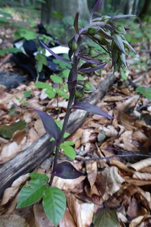 Epipactis purpurata