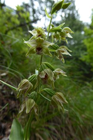 Epipactis komoricensis
